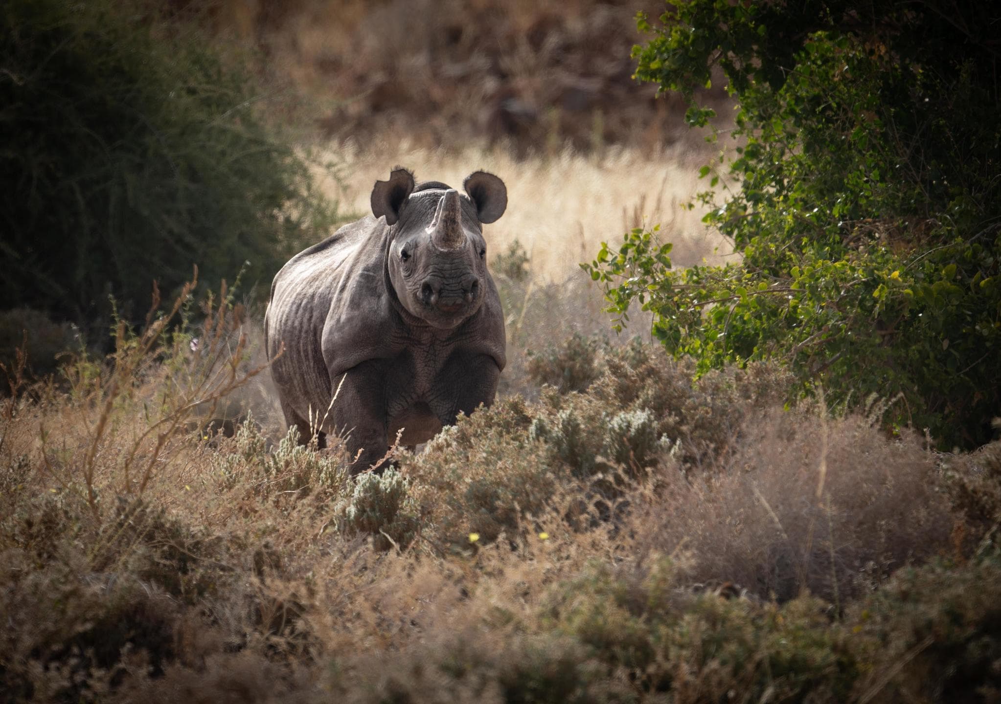 Black Rhino Tracking (foto 1/2)