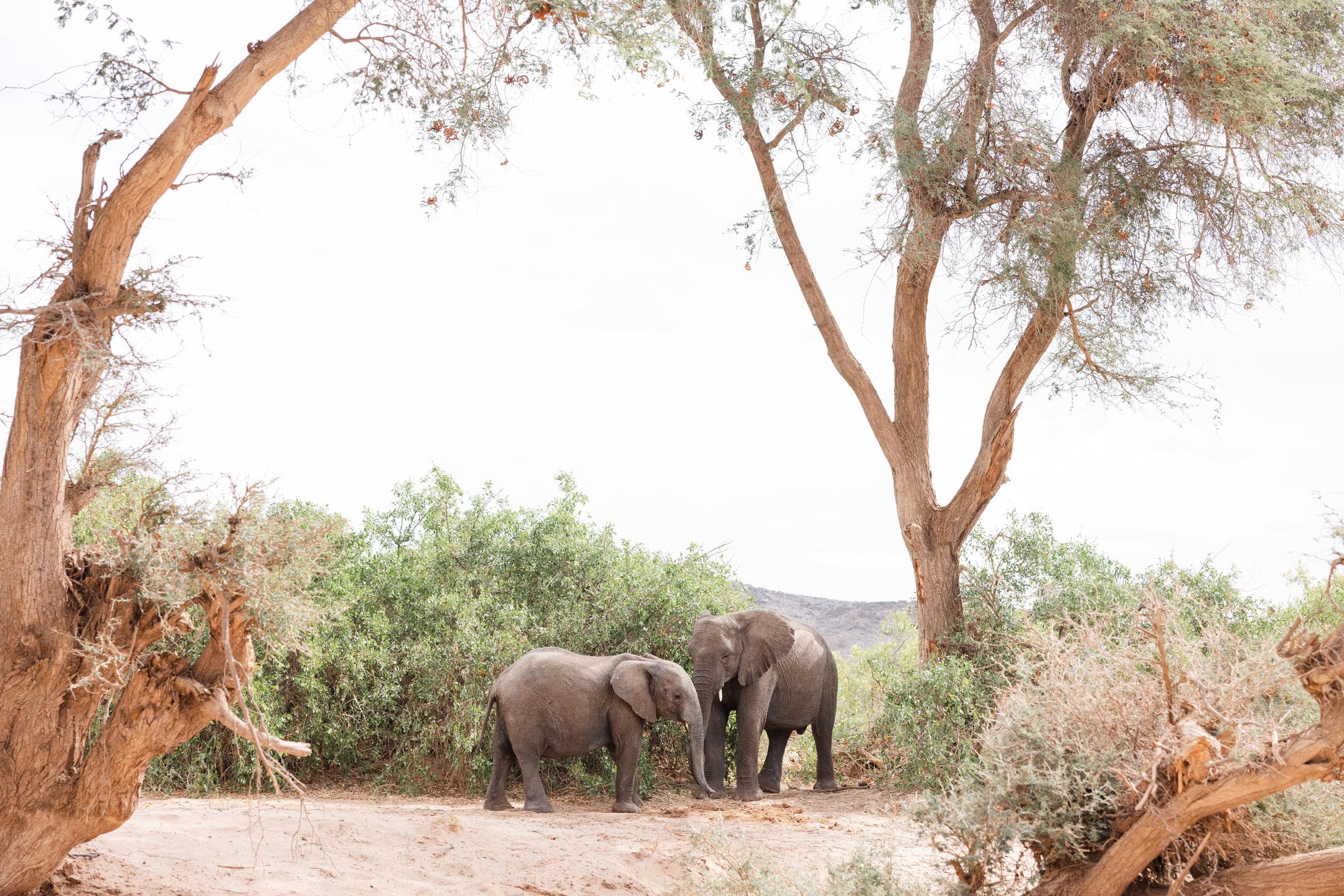 Desert Elephant Drive (foto 1/1)