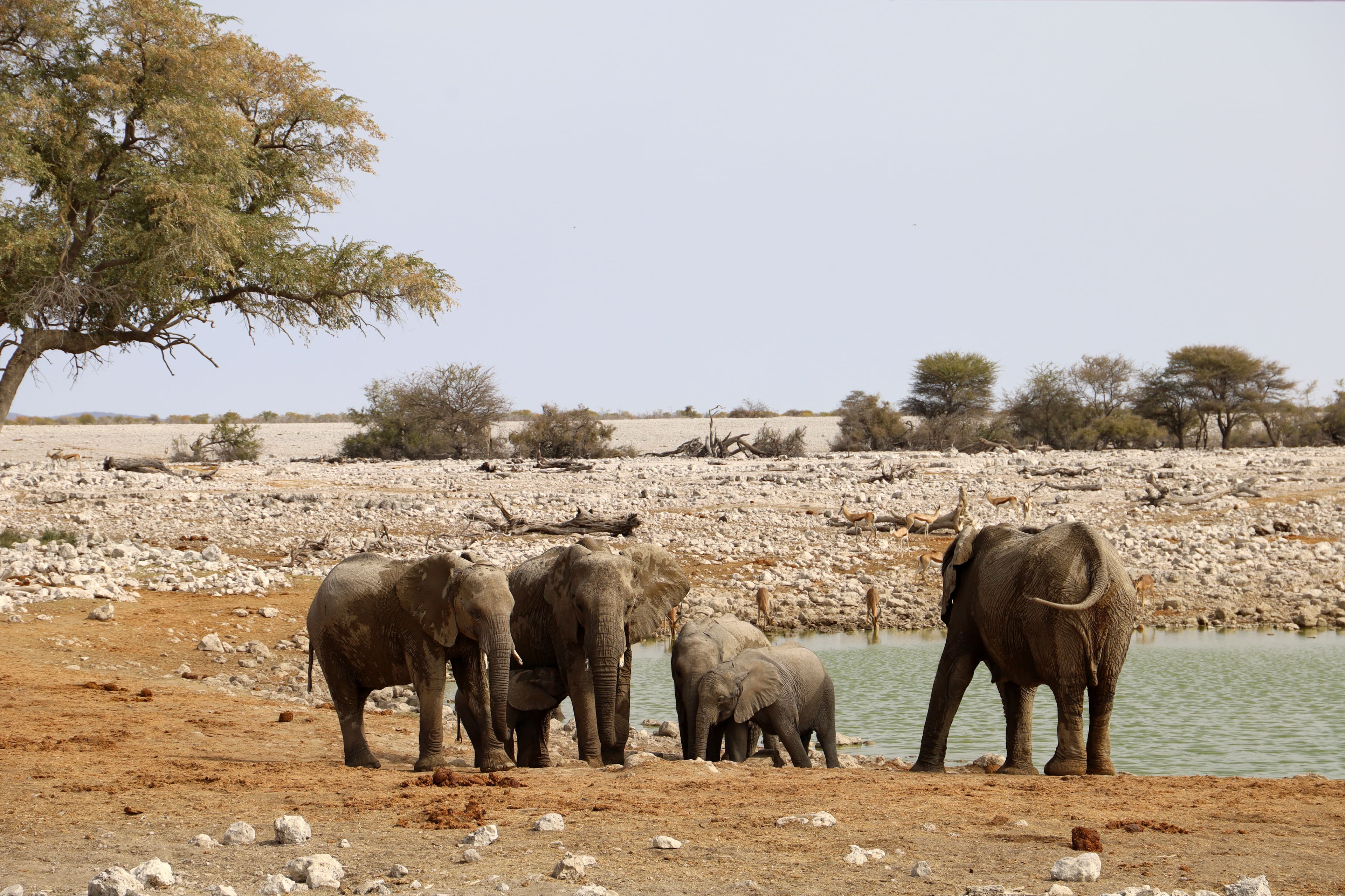 Etosha, Namibië (foto 3/4)