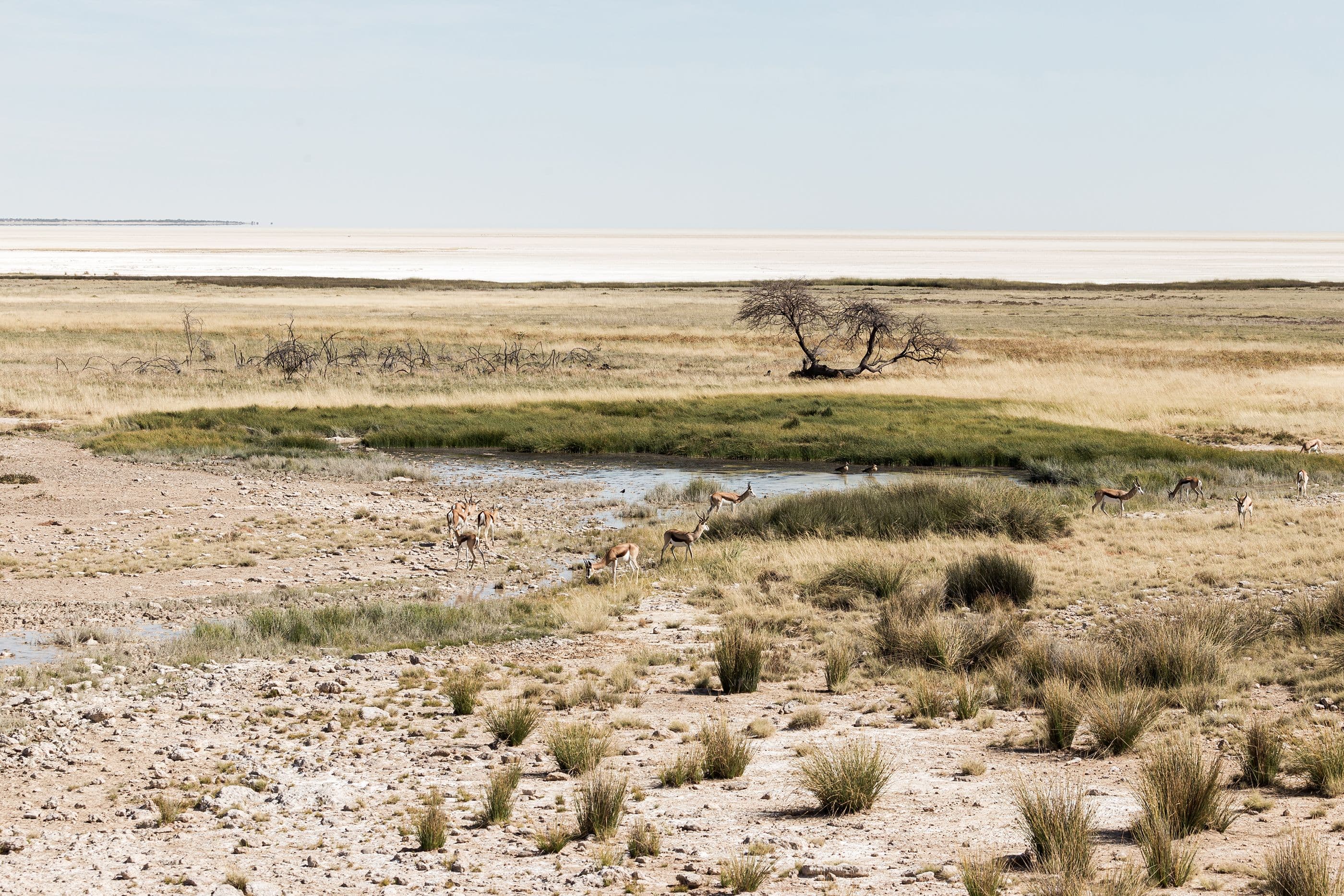 Etosha, Namibië (foto 2/4)