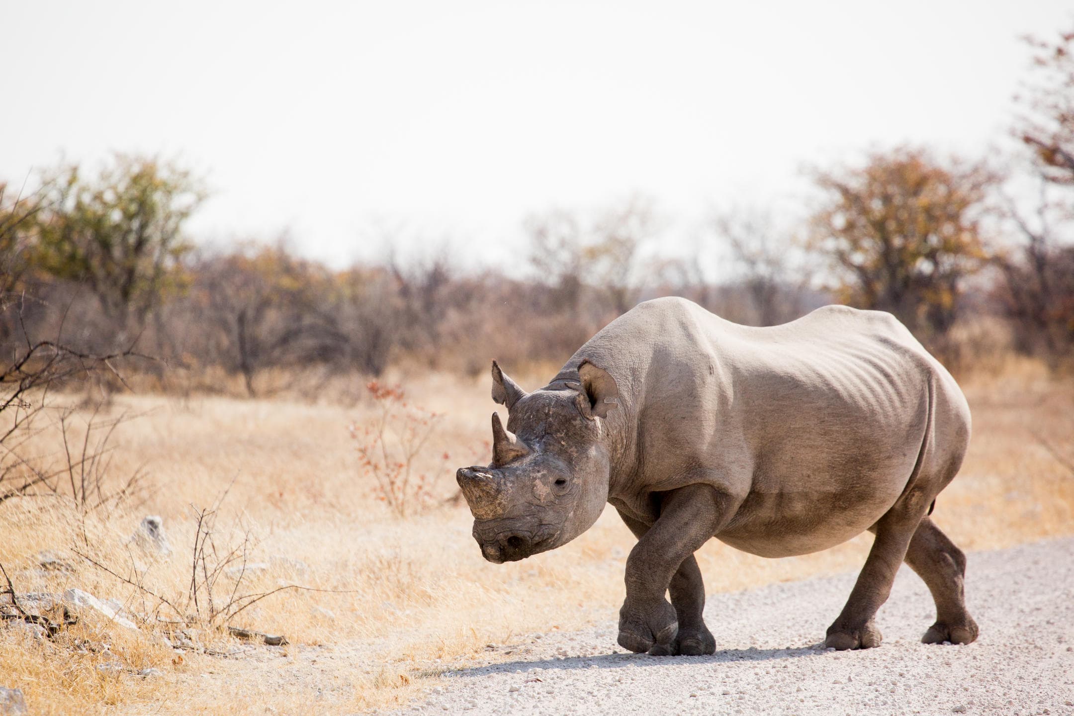 Guided Game Drive in Etosha (foto 2/3)