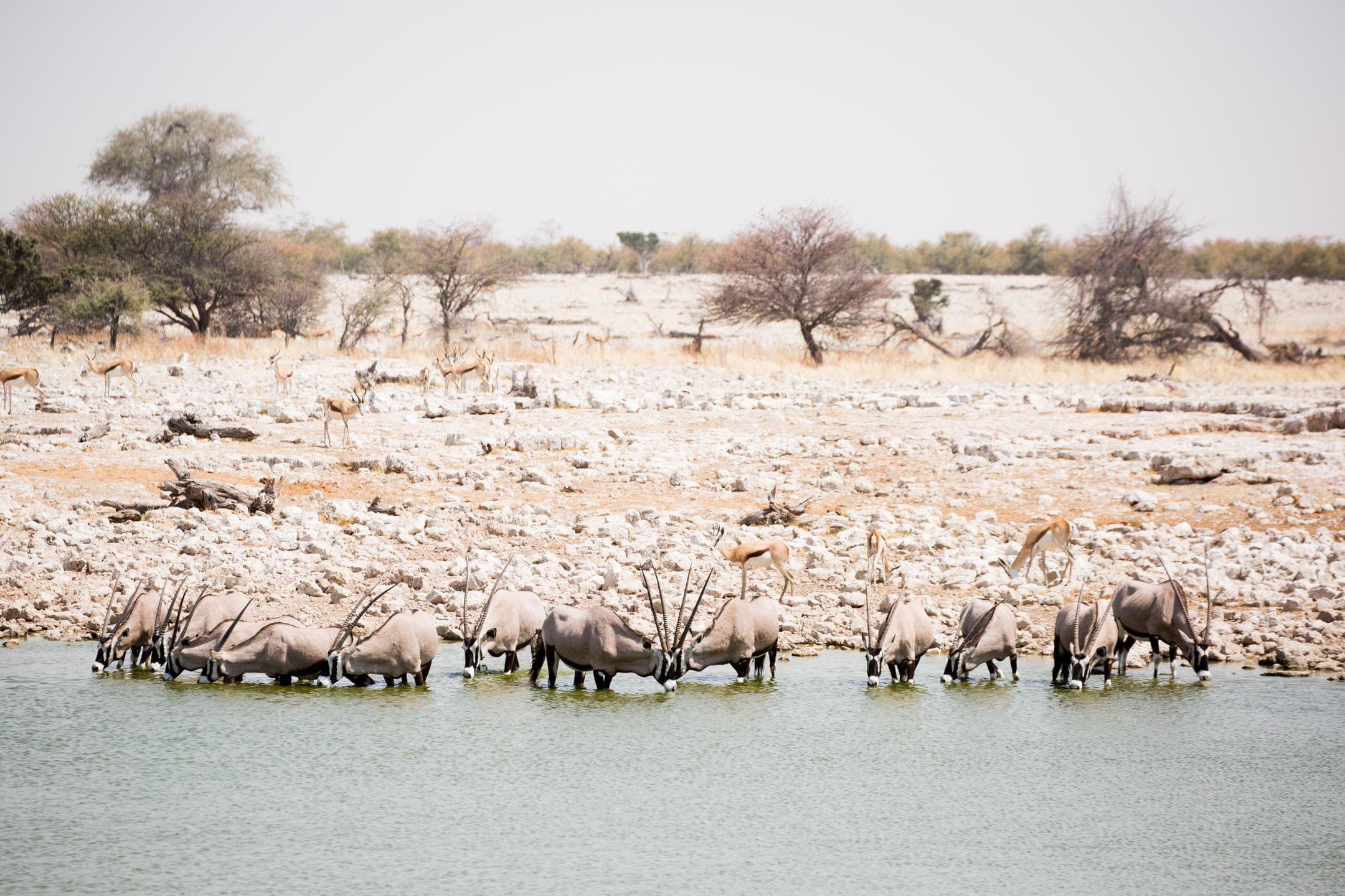 Guided Game Drive in Etosha (foto 1/3)