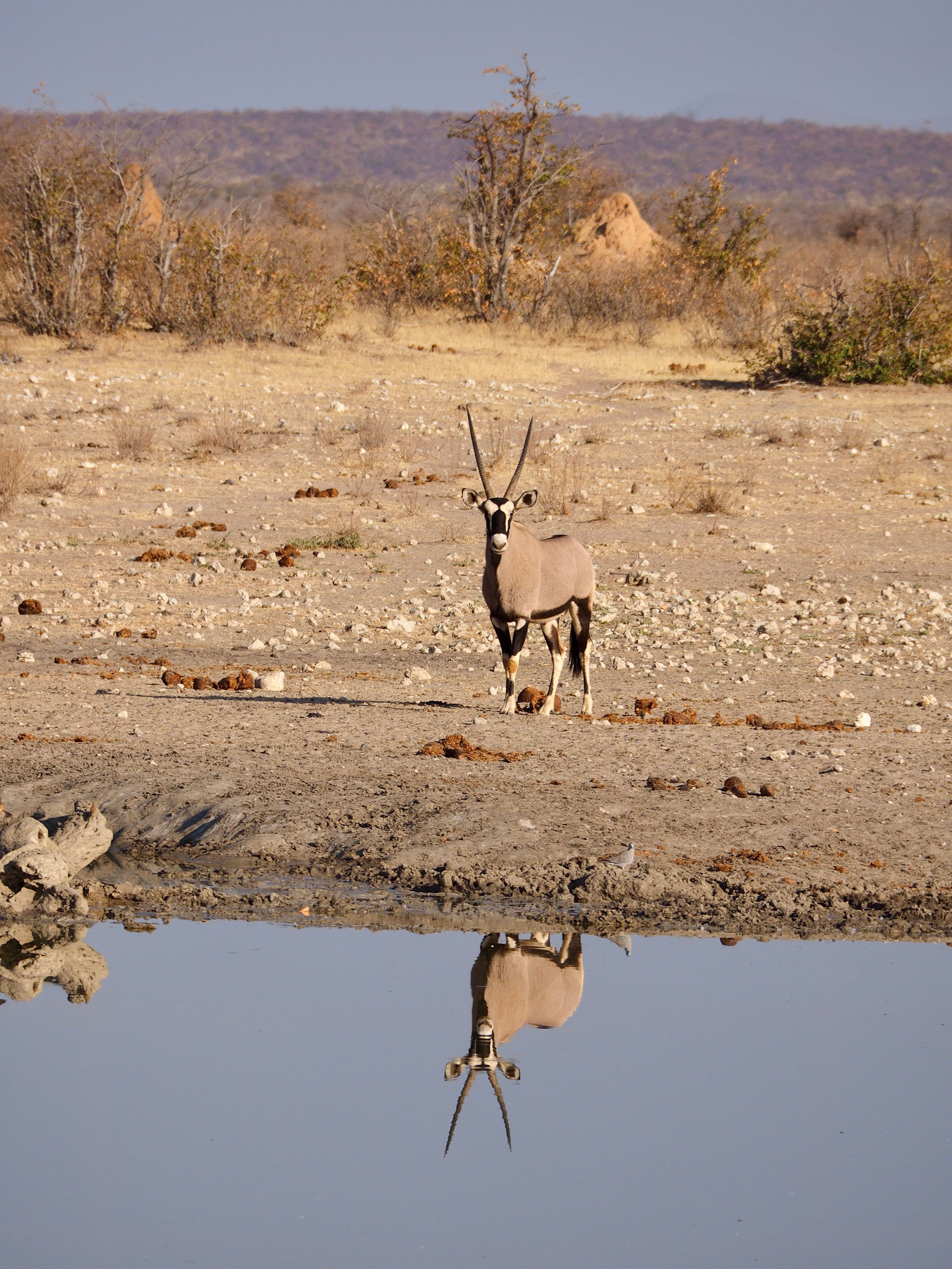 Etosha, Namibië (foto 4/4)