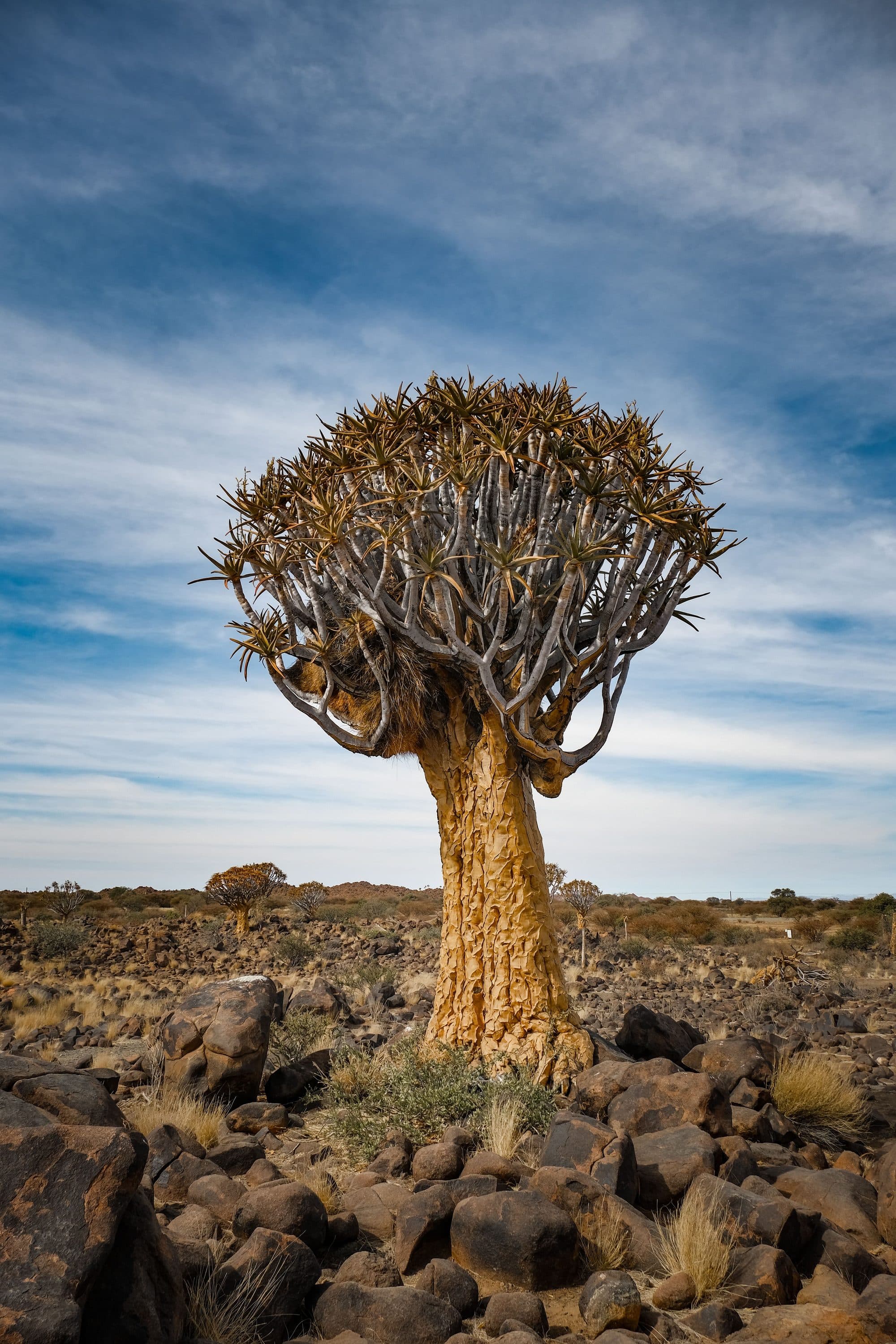 Kokerboom tussen de rotsen in het Namibische landschap